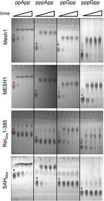 Estimates of RelSeq, Mesh1, and SAHMex Hydrolysis of (p)ppGpp and (p)ppApp by Thin Layer Chromatography and NADP/NADH Coupled Assays